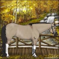 Horse Color:Liver Red Dun Rabicano 