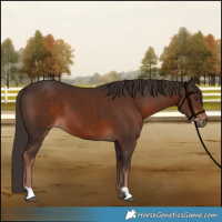 Horse Color:Liver Chestnut 