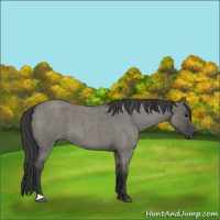 Horse Color:Grullo Roan 