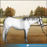 Horse Color:Gray Liver Red Roan