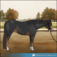 Horse Color:Liver Chestnut 