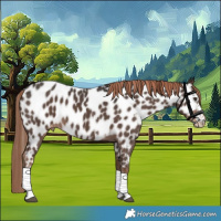 Horse Color:Liver Chestnut Sabino Appaloosa 