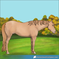 Horse Color:Gold Champagne
