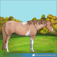 Horse Color:Gold Champagne Tobiano Varnish 