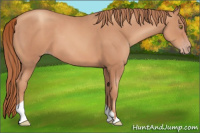 Horse Color:Gold Champagne 