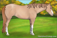 Horse Color:Gold Champagne