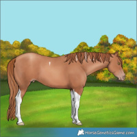 Horse Color:Gold Champagne Tobiano 