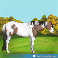 Horse Color:Sable Champagne Tobiano Frame