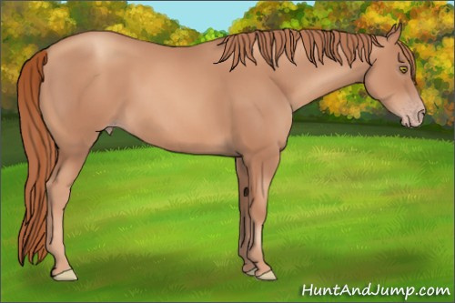 Horse Color:Gold Champagne 