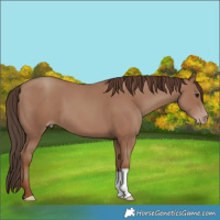 Horse Color:Classic Champagne