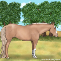 Horse Color:Gold Champagne