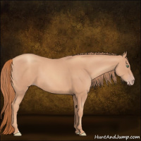 Horse Color:Gold Champagne