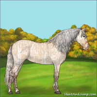 Horse Color:Silver Brown Dun Near Leopard and Silver Bay Roan Dun Snowflake Varnish Rabicano