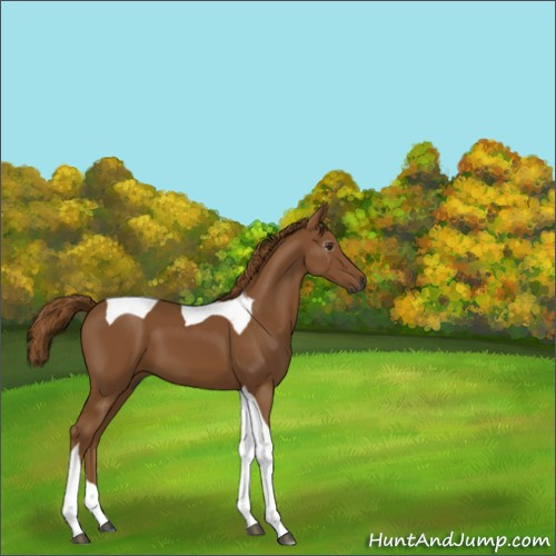 Horse Color:Gray Chestnut Tobiano 