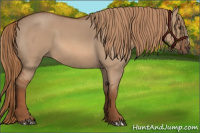 Horse Color:Red Dun Roan 