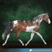 Horse Color:Brown Tobiano 