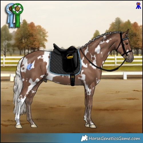 Horse Color:White Spotted Silver Black 
