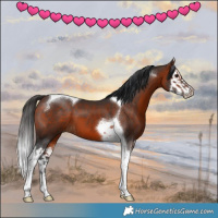 Horse Color:Bay Tobiano and Bay Splash Tobiano