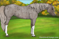 Horse Color:Silver Blue Roan 