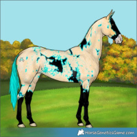 Horse Color:White Spotted Palomino Roan Splash Rabicano 