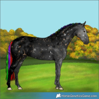 Horse Color:Void Painted Chestnut Splash Tobiano Appaloosa 