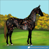 Horse Color:Void Painted Buckskin Splash Appaloosa 