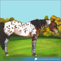 Horse Color:Brown Tobiano Appaloosa 