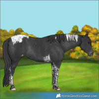 Horse Color:Black Tobiano Varnish Rabicano 