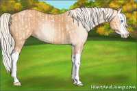Horse Color:Cremello Splash  and Gray Cremello Splash 