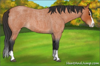 Horse Color:Bay Roan Splash 