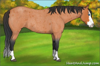 Horse Color:Bay Roan Splash 