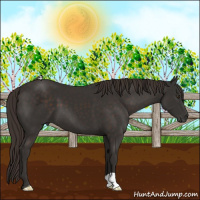 Horse Color:Liver Chestnut 