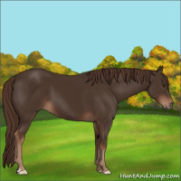 Horse Color:Liver Chestnut 