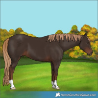 Horse Color:Liver Chestnut 