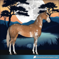 Horse Color:White Spotted Chocolate Palomino 