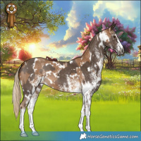 Horse Color:Gray White Spotted Palomino  and Gray White Spotted Chocolate Palomino 