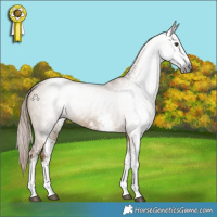 Horse Color:Gray White Spotted Liver Red Dun 