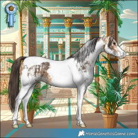 Horse Color:White Spotted Buckskin Tobiano Appaloosa  and White Spotted Buckskin Tobiano 