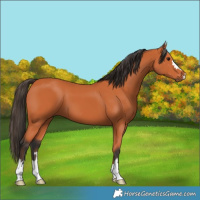 Horse Color:Bay 