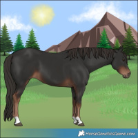 Horse Color:Liver Chestnut 