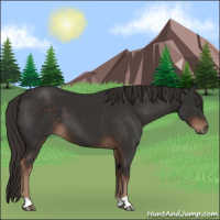 Horse Color:Liver Chestnut 