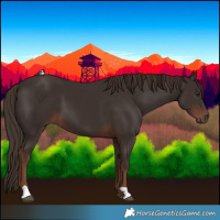 Horse Color:Liver Chestnut