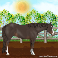 Horse Color:Liver Chestnut Sabino 