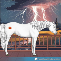 Horse Color:Gray White Spotted Brown 