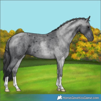 Horse Color:Blue Roan 
