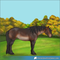 Horse Color:White Spotted Bay 