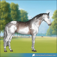 Horse Color:Gray White Spotted Bay Splash Tobiano Appaloosa 