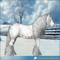 Horse Color:Gray White Spotted Liver Chestnut Tobiano Appaloosa 