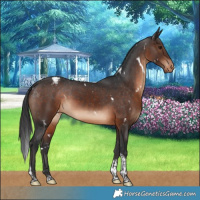 Horse Color:White Spotted Brown Tobiano Appaloosa Rabicano 