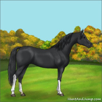 Horse Color:Black 